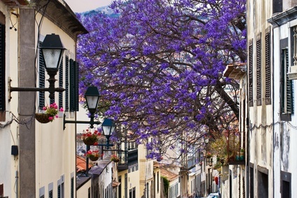 Es ist Frühling in Funchal auf Madeira